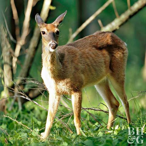 Deer dislike strong smells—these DIY repellents are heavily scented to keep deer at bay.