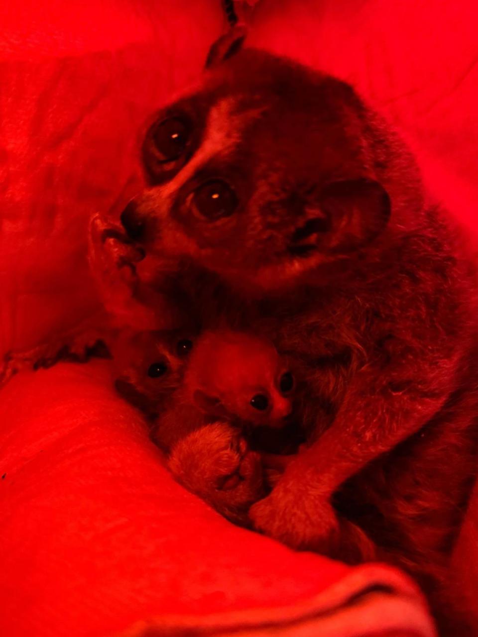 Slow loris babies with mom Naga.