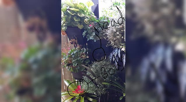 On closer inspection, a few managed to spot the snake hiding in the pot plants. Photo: THE SNAKE CATCHER 24/7 - SUNSHINE COAST
