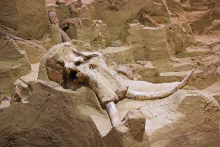 Skull of a Columbian mammoth at the Hot Springs Mammoth Site. Photo by Robert Geier