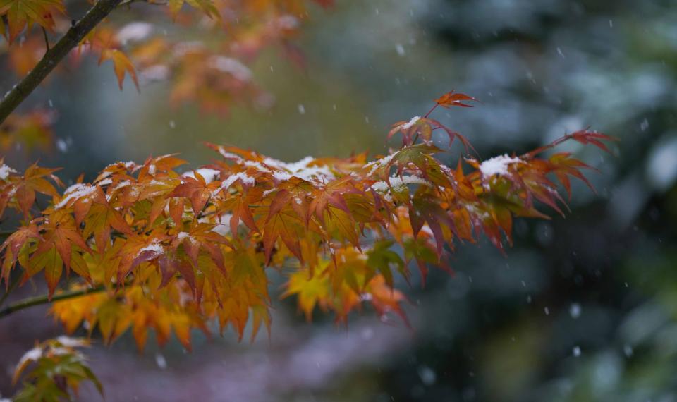 Fall-colored foliage got a dusting of snow in Old New Castle in November of 2018.