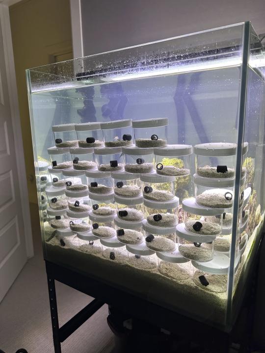 This undated photo taken by Cameron Clifford, shows indivdual containers holding hatchlings from Terrance, the pet octopus his son Cal adopted at their home in Edmond, Okla. The family soon learned that Terrance was female as she laid 50 eggs that later hatched, with nearly half of them surviving. Although female octopuses usually die soon after laying their eggs, Terrance is still alive four months later. (Cameron Clifford via AP)