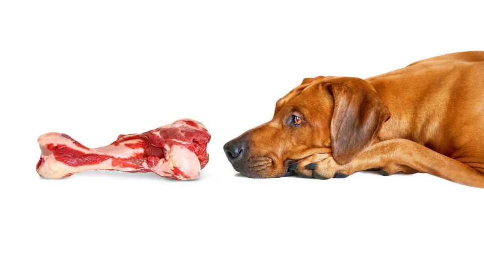 Dog sniffing raw meaty bone