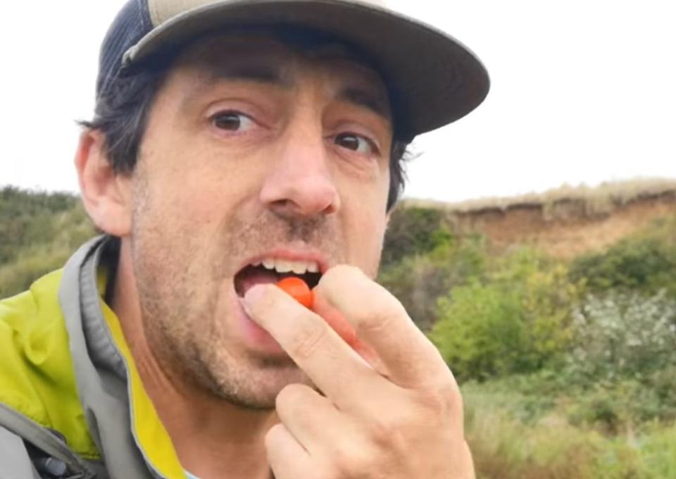 Nik forages on the tomatoes when he picks up litter (Wildlife Conservation in Thanet)