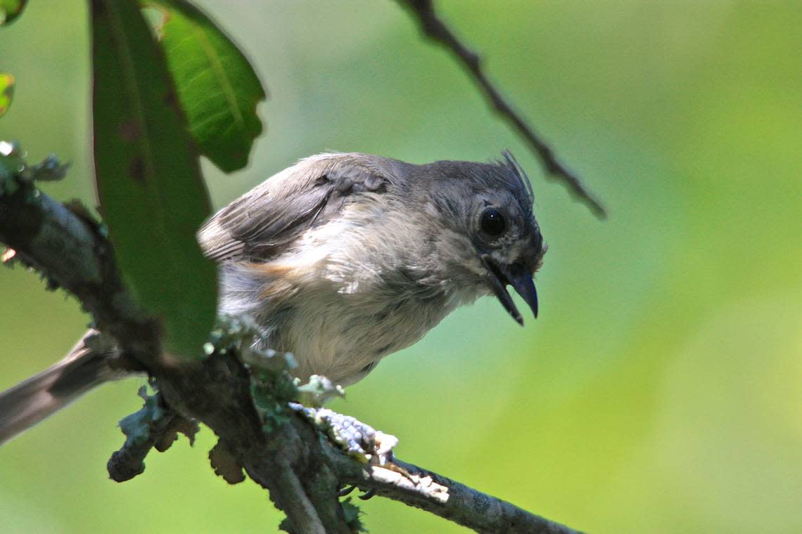 The tuft on this tufted titmouse looks a little worse for the wear. Actually, though, it’s replacing worn head feathers with new ones. Staff photo