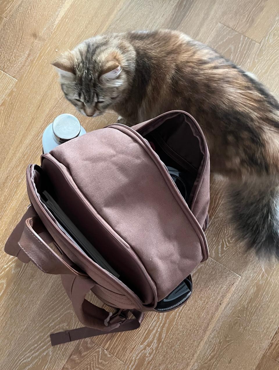 A brown fluffy cat encircling a brown backpack.