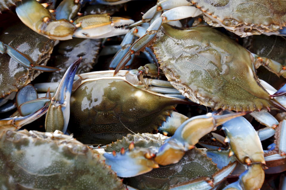 Sur les côtes méditerranéennes, les pêcheurs sont inquiets de la prolifération des crabes bleus, dont les femelles pondent des millions d'œufs.