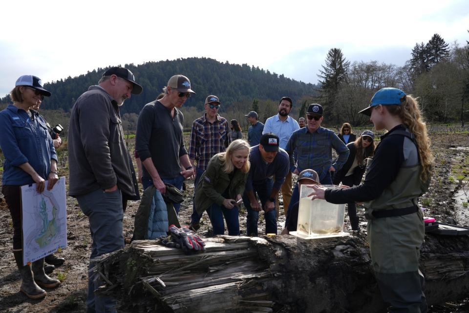 California Gov. Gavin Newsom and various officials look at young salmon captured for research at Prairie Creek in Redwoods National Park, Calif., Monday, Jan. 29, 2024. (AP Photo/Terry Chea)