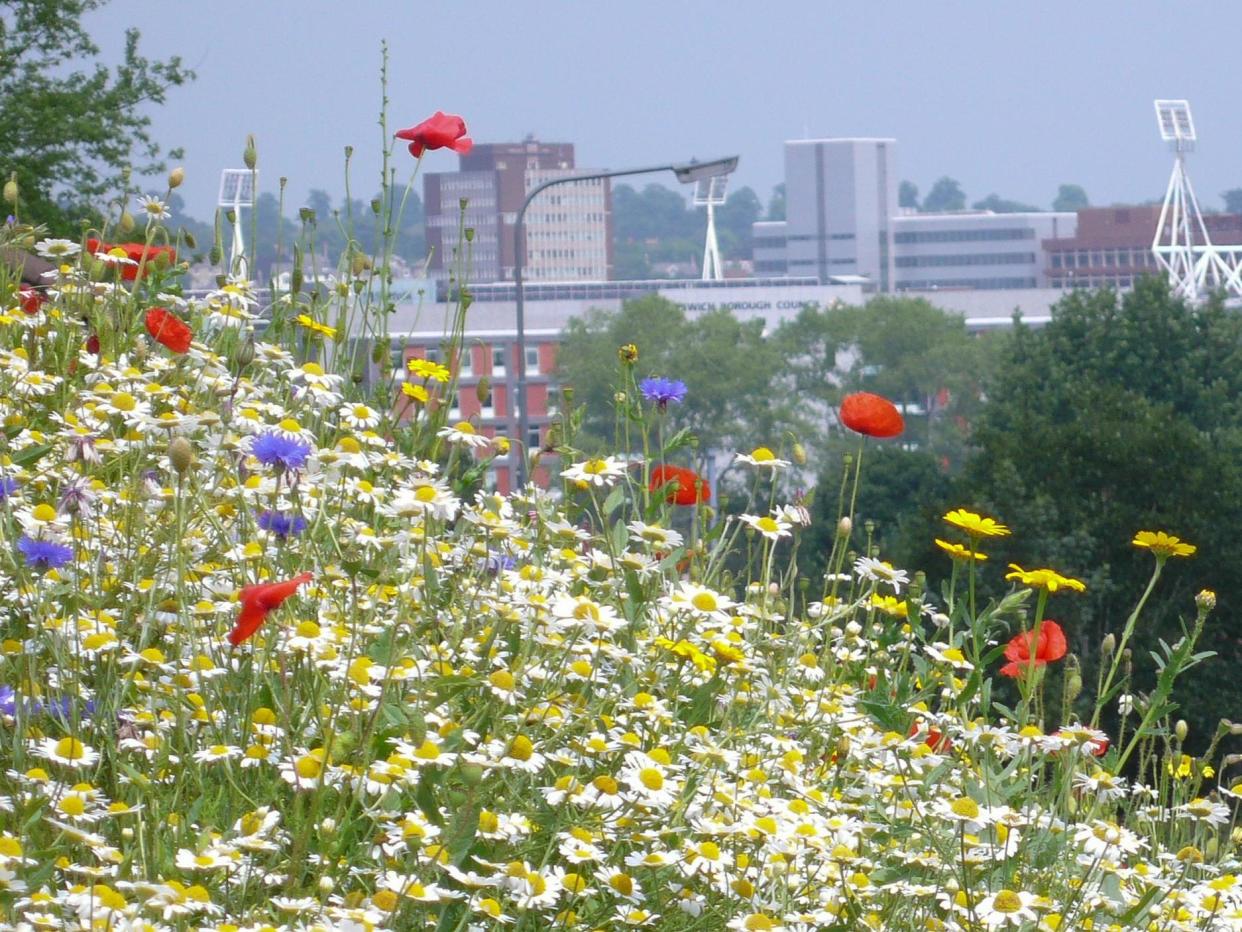 Wildflowers just outside Ipswich, Suffolk: Getty