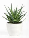 <p>Grow aloe vera indoors in bright light. Don’t keep it too wet because it retains moisture. It doesn't mind being overcrowded in the pot, so don't worry about repotting unless you want to make new baby plants. </p><p><strong>How to use:</strong> Aloe vera is a great topical home remedy for skin irritation because compounds in the leaves have anti-inflammatory properties. Cut off the largest outermost leaves, peel and squeeze the gel-like substance onto minor burns or poison ivy or poison oak rashes.</p><p><a class="link " href="https://go.redirectingat.com?id=74968X1596630&url=https%3A%2F%2Fwww.homedepot.com%2Fp%2FCosta-Farms-Aloe-Vera-Plant-in-4-in-Pot-90408%2F202676728&sref=https%3A%2F%2Fwww.countryliving.com%2Fgardening%2Fgarden-ideas%2Fg29804807%2Fbest-healing-plants%2F" rel="nofollow noopener" target="_blank" data-ylk="slk:SHOP ALOE VERA;elm:context_link;itc:0;sec:content-canvas">SHOP ALOE VERA</a></p>