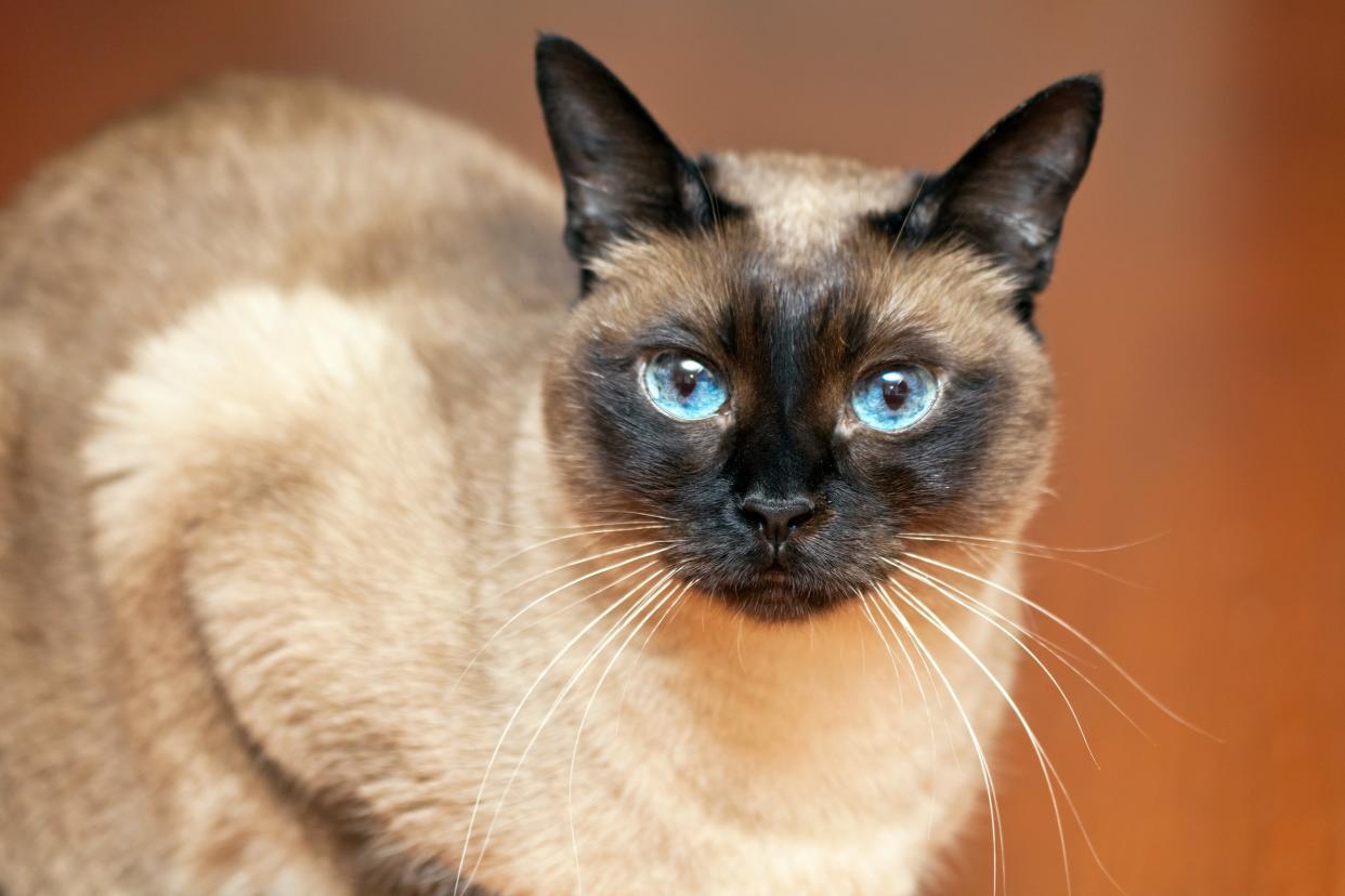 siamese cat