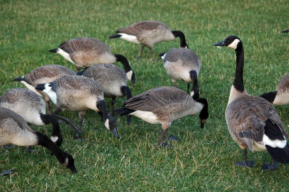 Canada geese NNehring/Getty Images