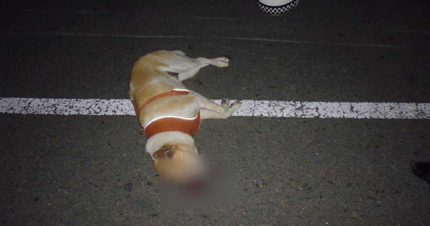 吳姓男子半夜騎車載柴犬兜風，和單車騎士發生相撞，導致無辜愛犬喪命。（圖／讀者提供）