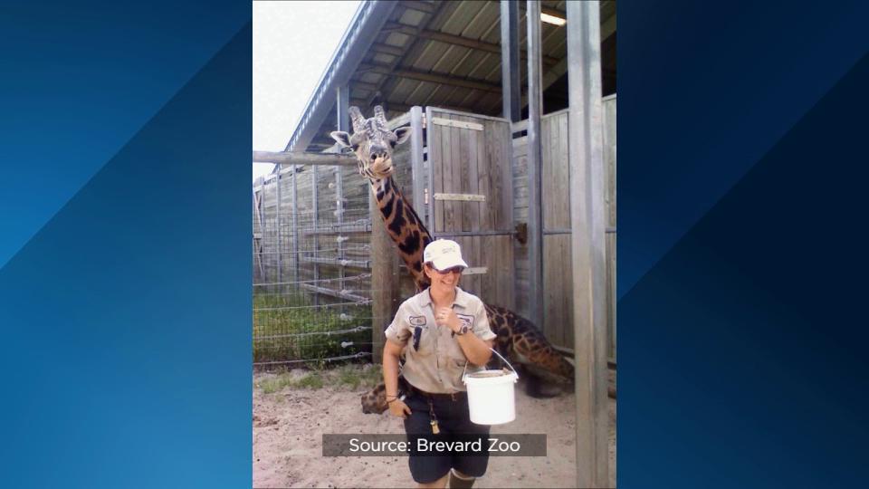 Brevard Zoo’s Rafiki the giraffe is celebrating his 25th birthday on Wednesday.