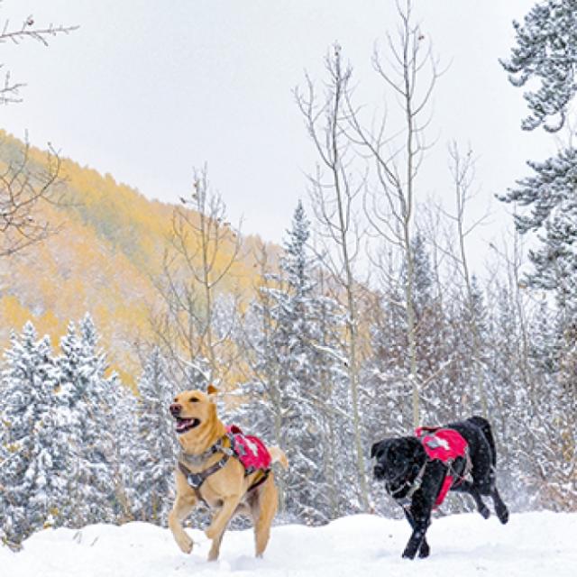 Colorado nonprofit is leading the way for avalanche dog training