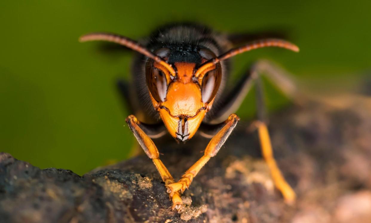 <span>The Asian hornet now appears to be established in the UK.</span><span>Photograph: Biosphoto/Alamy</span>