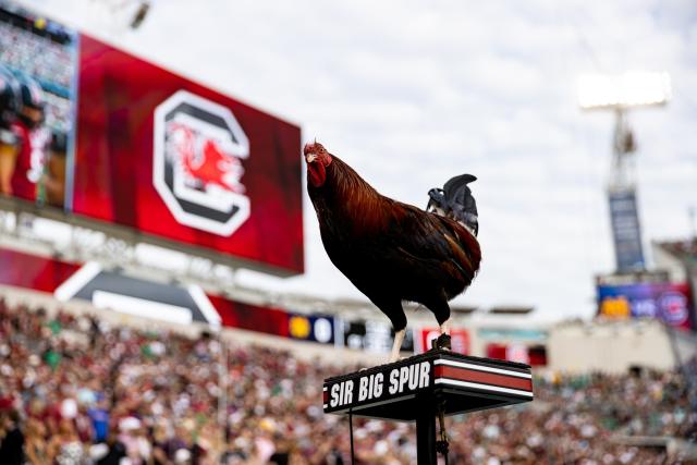 Five Gamecocks Named to PFF Post-Season Teams – University of South  Carolina Athletics