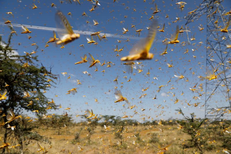 FILE PHOTO: A swarm of desert locusts flies over a ranch near the town on Nanyuki in Laikipia county