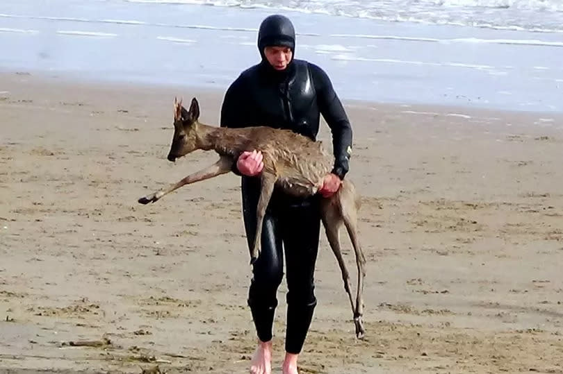 The deer was rescued by a paddleboarder on Cleethorpes beach