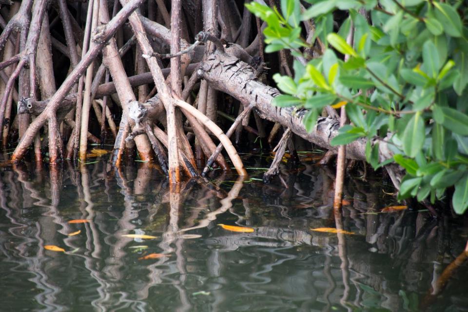 Mangrove roots rising above the water help break up the energy of waves at the shoreline. <a href="https://unsplash.com/photos/2Bdln1-BtUA" rel="nofollow noopener" target="_blank" data-ylk="slk:Florida Guidebook/Unsplash;elm:context_link;itc:0;sec:content-canvas" class="link ">Florida Guidebook/Unsplash</a>, <a href="http://creativecommons.org/licenses/by-nd/4.0/" rel="nofollow noopener" target="_blank" data-ylk="slk:CC BY-ND;elm:context_link;itc:0;sec:content-canvas" class="link ">CC BY-ND</a>