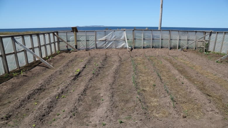 Drier summers and unpredictable harvests for Magdalene Islands farmers