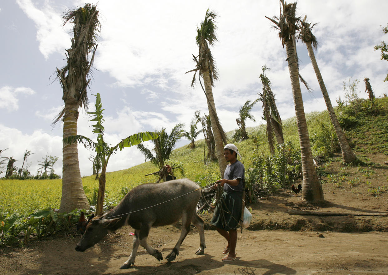 A Filipino farmer walks with his carabao past coconut trees damaged by typhoon Durian, in Ligao city, Albay province, central Philippines, February 7, 2007. Philippine coconut oil exports, normally around 60 percent of the world total, are likely to hit an 8-year low in 2007 after typhoons wrecked crops, Yvonne Agustin, executive director at the United Coconut Associations of the Philippines Inc. (UCAP) said on Monday. Agustin said 14 percent of the country's estimated 300 million coconut trees were damaged after typhoon Durian slammed into the centre of the archipelago in late November, killing nearly 1,200 people. REUTERS/Romeo Ranoco (PHILIPPINES)