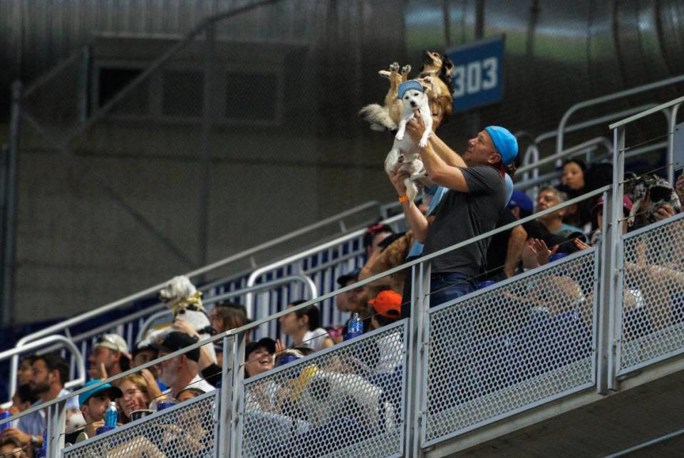 Fanáticos de los Marlins muestran sus mascotas en el quinto inning del partido entre los Marlins y los Filis de Filadelfia, celebrado el 17 de julio de 2022 en Miami.