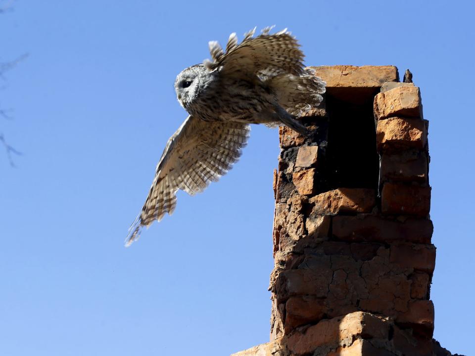 Chernobyl wildlife