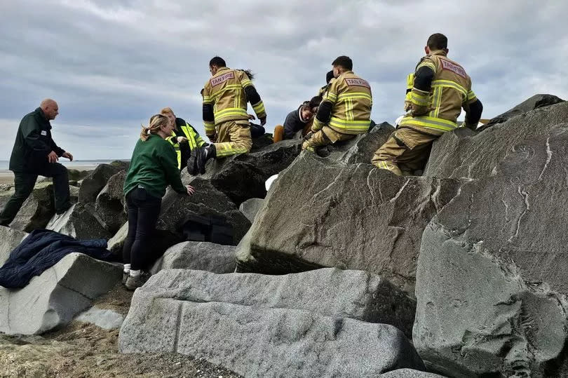 Police, coastgaurds and rescue team work to free the girl