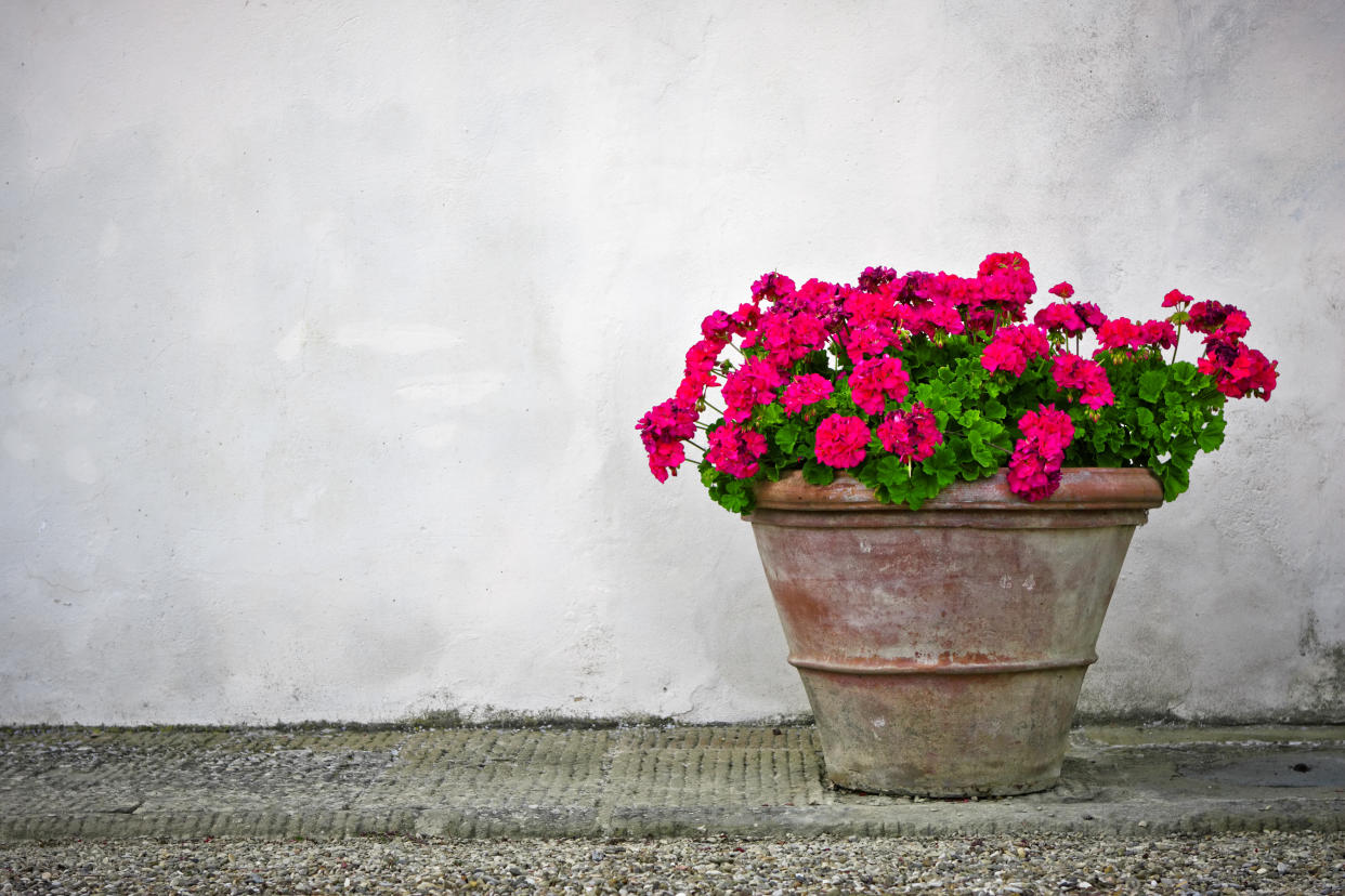 Is it time to rethink geraniums? (Getty Images)