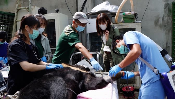 舒夢蘭參與台灣黑熊(編號711)救傷保育計畫。（圖／東森新聞）