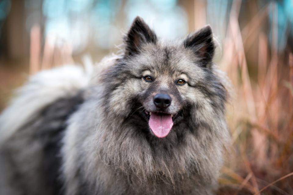 Keeshond