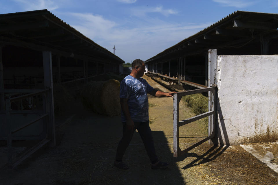 Ihor Kriuchenko, senior livestock technician, opens a gate to a mostly empty stall at KramAgroSvit dairy farm in Dmytrivka, Donetsk region, eastern Ukraine, Wednesday, Aug. 10, 2022. One of the last working dairy farms in Ukraine's eastern Donbas region is doing everything it can to stay afloat amid Russia's devastating war where not even the cows are safe. "If there will be further war escalation in our region, we'll be obliged to evacuate, sell our cows and close the farm," said Kriuchenko. (AP Photo/David Goldman)