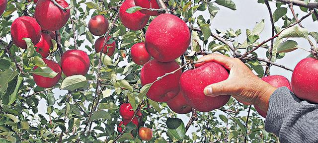 青森蘋果是有名，但信州的名氣也不弱，味道及碩大程度絕不遜色。