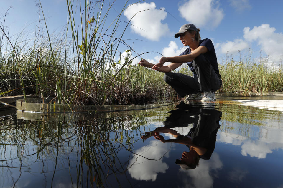 In this Monday, Oct. 21, 2019 photo, Tiffany Troxler, research scientist and professor at Florida International University walks on a boardwalk at a wetlands research site at Everglades National Park near Flamingo, Fla. She's studying wetlands ecosystem ands its relation to sea-level rise. (AP Photo/Robert F. Bukaty)