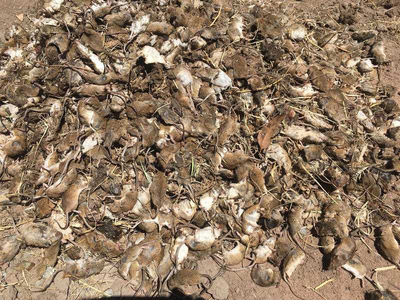 A supplied undated image obtained Tuesday, May 1, 2021 shows dead mice at a property in Gilgandra, NSW.