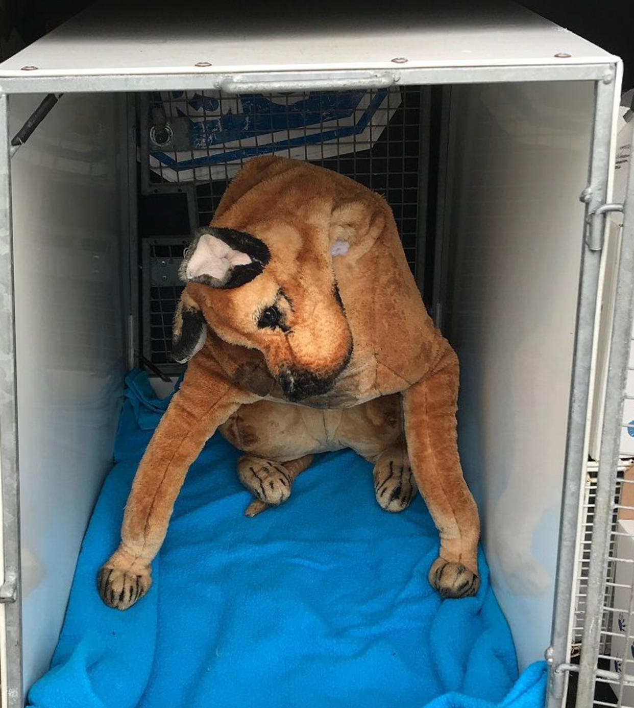 Safe at last: The cuddly toy was placed in a dog crate after being rescued (Mercury Press)