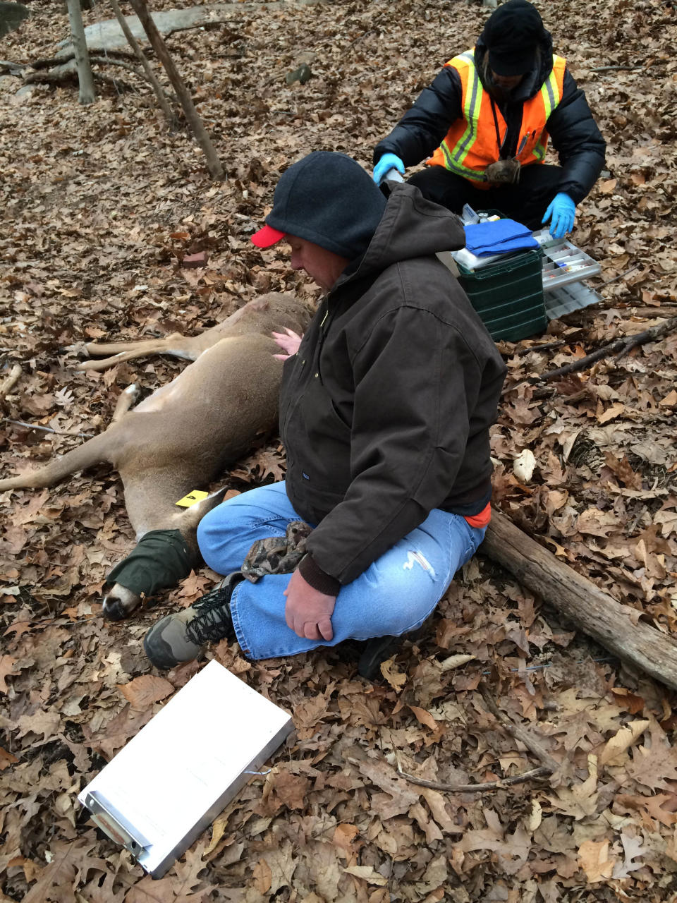 In this March 25, 2014 photo provided by the Humane Society of the United States, Humane Society workers Rick Naugle, foreground and Kayla Gram, prepare to inject a tagged and tranquilized doe as part of a contraceptive program to control the deer population in Hastings-on-Hudson, N.Y. Organizers say harsh weather, red tape and the unpredictability of the animals all interfered with the program and they only managed to inject a contraceptive into eight does last month. An estimated 120 deer have overrun the two-square mile village, which has resisted any lethal method of culling the herd. (AP Photo/Humane Society of the United States, Yvonne Forman)