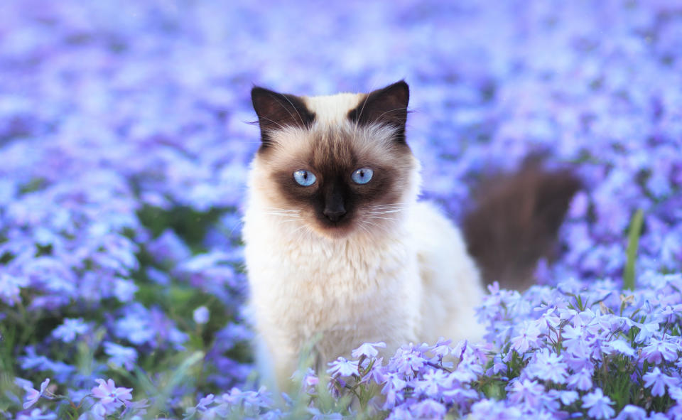 GettyImages 1271800073 Heres the Cat Breed That Captures Each Zodiac Signs Personality