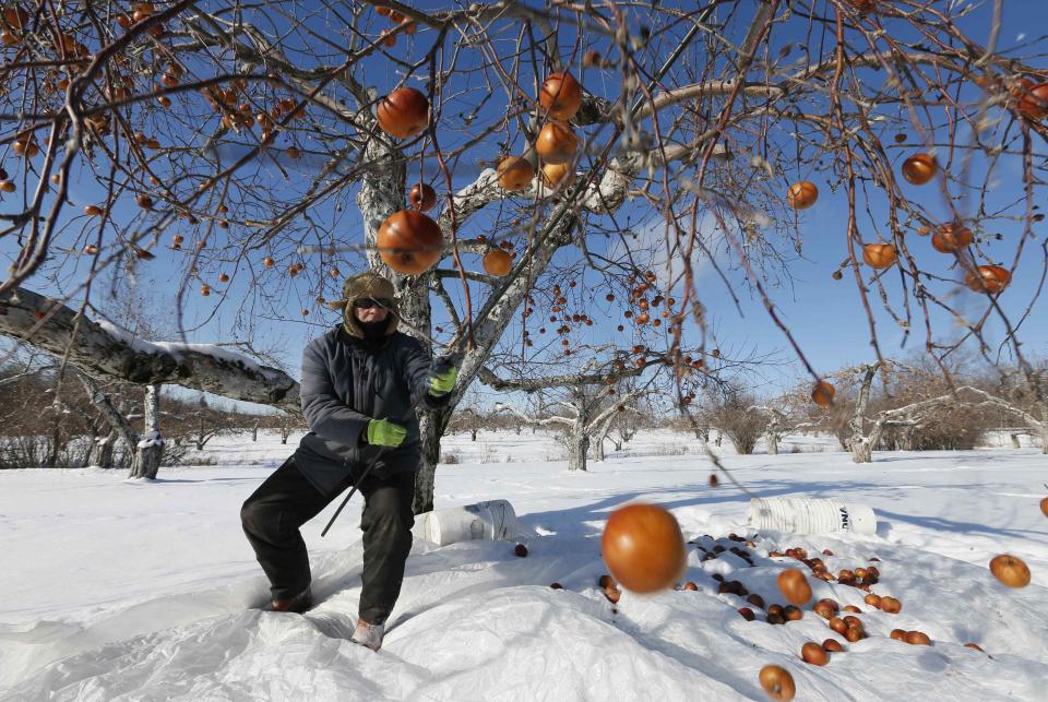 Orchard Manager Gilles Drille pulls apples from a tree for the ice harvest to make ice cider on the 430-acre apple orchard and cidery at Domaine Pinnacle in Frelighsburg, Quebec