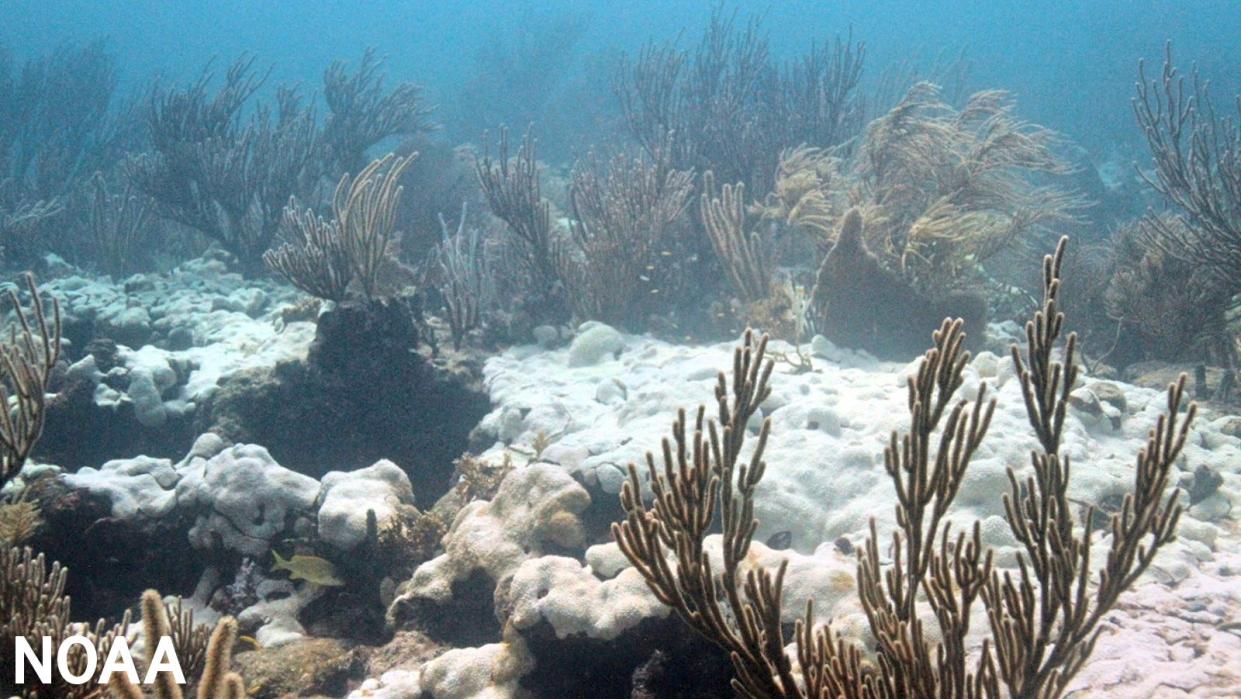 A soft coral shows bleaching on Emerald Reef in the Florida Keys in this undated photo from the National Oceanic and Atmospheric Administration.