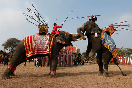 Thai mahouts take part in an elephant fighting demonstration during Thailand's national elephant day celebration in the ancient city of Ayutthaya March 13, 2017. REUTERS/Chaiwat Subprasom