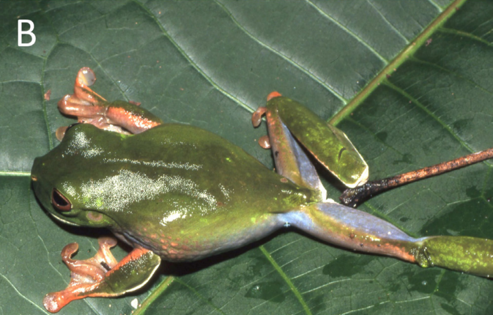 Una rana arborícola de ancas azules con una pata estirada que muestra su oculta coloración azul-púrpura.