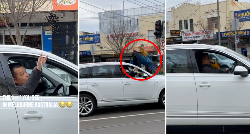 Bosco the macaw and his owner at a set of traffic lights in Melbourne.   