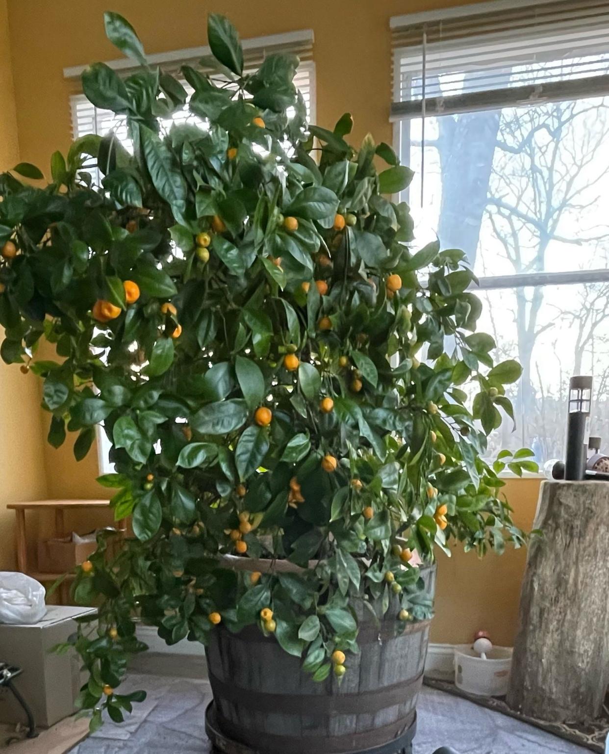 Matt Clark of Twin Lake, Michigan, has a 59-year-old miniature orange tree that rewards him with a bumper crop of fruit each year for making marmalade.