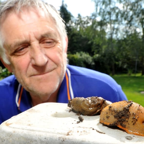 Giant slugs invading Britain