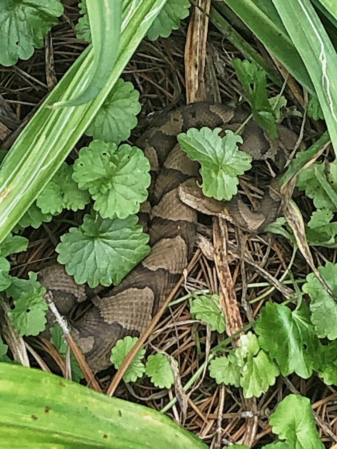 This copperhead snake, estimated to be 2 to 3 years old, was discovered in a Raleigh garden on Thursday, June 13, 2019. It was captured by Southern Wildlife and Land Management in Raleigh and relocated to game land away from homes near Jordan Lake.