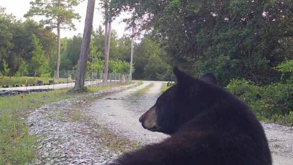 Sheriff calls on fish and wildlife commission to act on bear problem