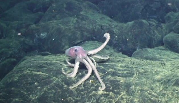 Deep-sea octopus