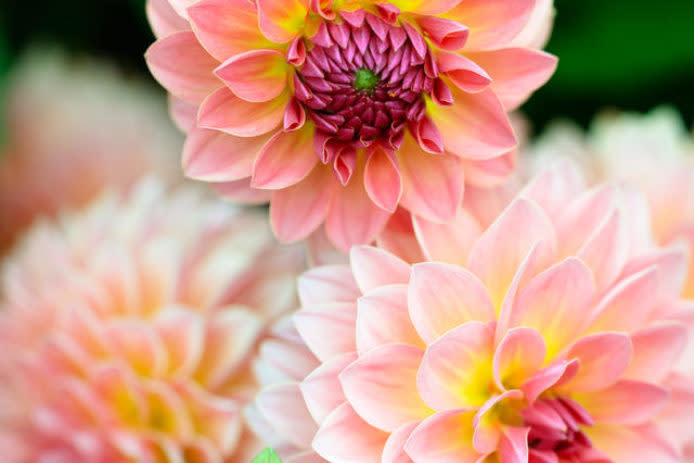 Watch how to plant and stake dahlias for gorgeous summer color